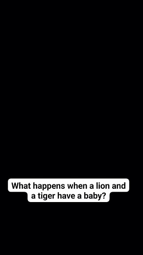 4.4K reactions · 248 shares | LionVsTiger​ #Liger​ #Tigon​  What...