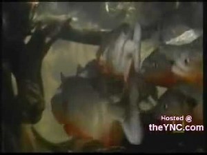 when piranhas attack - piranas atacan