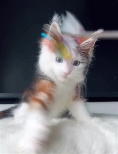 Calico Maine Coon Kitten with Stunning Features