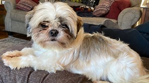 9 of 17 dogs rescued from 'deplorable' living conditions earlier this year are available for adoption, Humane Society of Harrisburg Area says