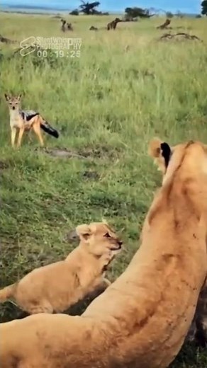Two Little Lion Cubs Full of Cuteness (Funny and Cute Wild Babies)