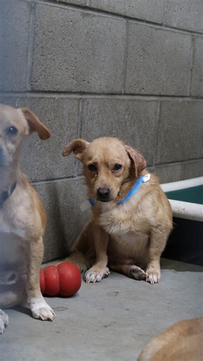 We recently answered a call for help from the @humanesocietyofyuma who had just taken in 30 dogs from an abandonment case. Already at capacity, they needed urgent support. We were able to bring back 14 pets — 12 dogs and 2 cats — with 11 of them directly involved in the abandonment case. Many of these dogs are in rough shape and will need extensive care as they begin their journey to healing.💛 We’re asking for our community’s help — please consider donating food or making a monetary donation so