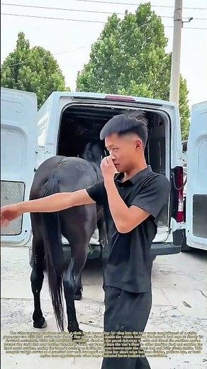 Van Loading Routine: Safe Short-Distance Equine Transport With a Standard Cargo Van