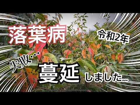 Reiwa 2. Falling leaves disease spreads