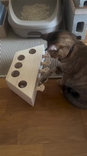 Pepek (@pepek5523)’s videos with Originalton - Pepek