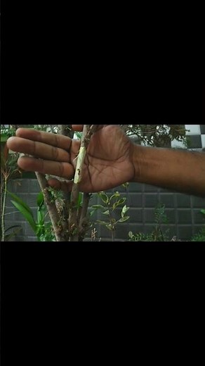 Juniper Plant Air Layering Method #juniper