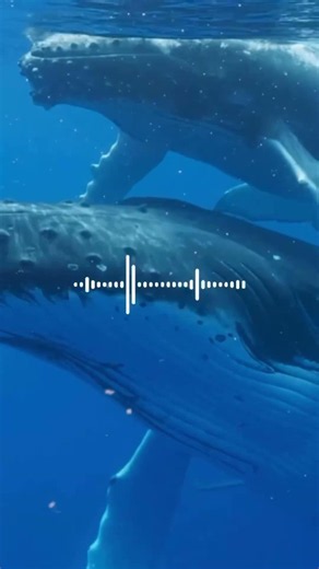 For whales, sound is everything!! # #whaleresearch #humpbackwhale #whalesong