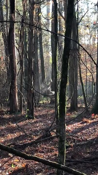 Man Encounters Impressive Whitetail Buck in the Woods