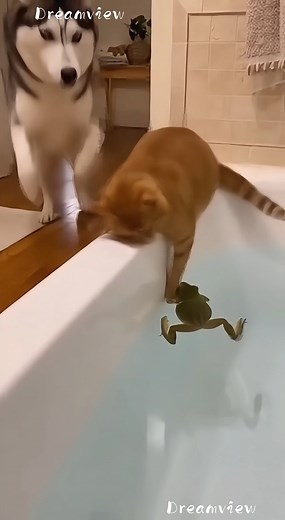 Cat Watching a Frog… Until the Husky Strikes 🐱👀🐸➡️🐕💥💦🤣 😂 100% AI video for fun & laughs! Every scene is digitally created — no real animals, babies, or people. 🐾 Enjoy and share! 🚫 No reuploads. #AIreel #AIfunny #AIanimals #AIfun #CreativeAI #AIvideo #AImagic | Dreamview Productions