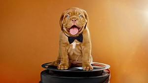 Dog Film Festival Vol. 3