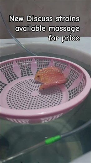 Leopard Discus (Red/Orange Leopard variant)