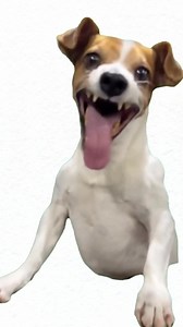 Dichos populares, mal dichos😅😂 | Arbey Leon