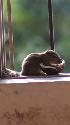 Squirrels #bird #birdscall #chirping #chirpingbirds #birdcall #birdchirping #natureexplorer