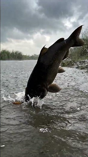 Catching Big Fish In Rural Abandon 20 Years Old Pond By Polo #fish #fishing #India