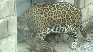 30K views · 1K reactions | Time for your Thursday morning dose of adorable! These two month old leopard cubs have just made their first public appearance at a Beijing wildlife park. | BBC Breakfast | Facebook