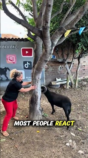 What to Do If a Goat Attacks You – This Trick Could Save You!