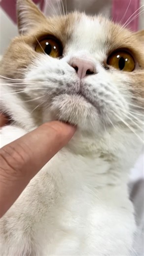 Happy Cat Purr ASMR