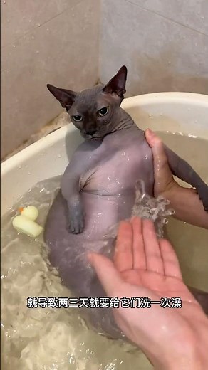 Clean shaved cats 😅