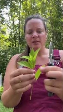 How to Propagate a Limelight Hydrangea #garden