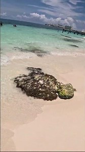CANCUN: The Only Beach Without Sargassum | Playa Tortugas