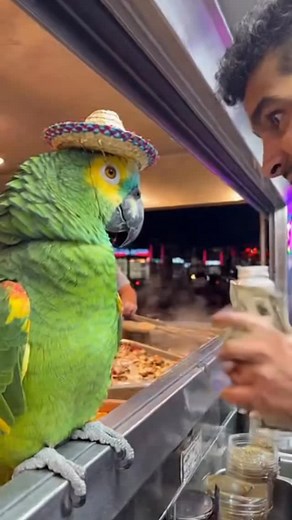 2.2K views · 575 reactions | Parrot Giving No Mercy | Tourist Channel | Facebook