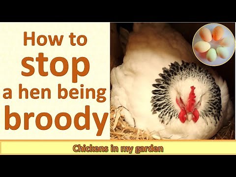 How to stop a broody hen