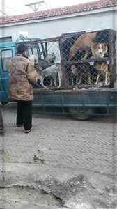 This is the collection/ loading of all the dogs from the butchers followed by the shelter arrival,. 22 dogs were paid for and 2 extra greyhounds that were for sale that @candycanerescue paid for today. 3 greyhounds in total will be going in the transport tomorrow to their vets in changchun. The collie dog is also booked in the transport to go to Changchun hospital and the group @onepawrescue will be taking the dog under their care. The sheepdog and the 2 black ones that were similar looking are 