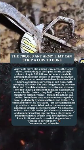 THE 700,000 ANT ARMY THAT CAN STRIP A COW TO BONE