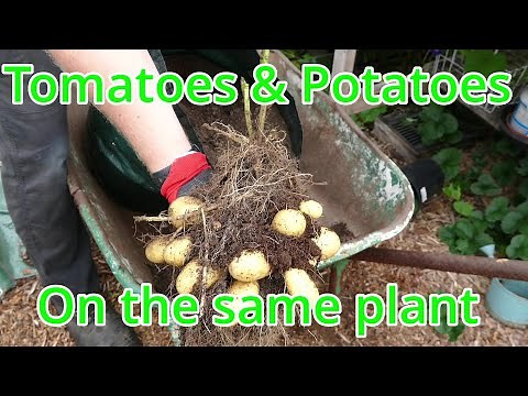 Results Of Tomato Potato Graft (Pomato)