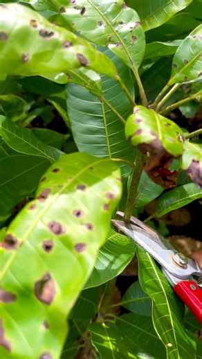 dwarf mango in a pot #satisfying