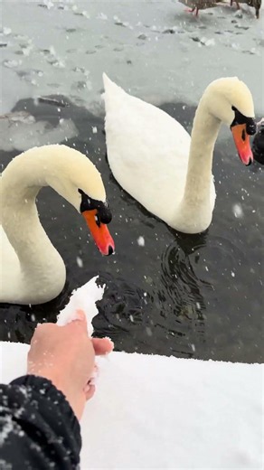 Freundliche Schwäne schwimmen direkt zu mir 🦢❄️ | Winter im Schönwasserpark