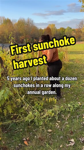 When I say that successful food gardening with ease is all about right plant right place and choosing perennials for the majority of your crops- this is what I mean. Sunchokes are a perfect example of savings accounts with amazing interest rates- in 5 years my tubers increased by like 100x! Exponential growth without any input from me? Thats my kind of gardening. Look out- they are called fartichokes for an reason- they are super high in inulin, and indigestible fiber. Start slow if you habe a l