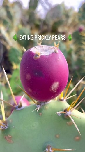 Exploring the Prickly World of Prickly Fruits
