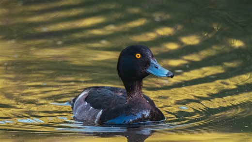 A Review of the Fujifilm XF 150-600mm f/5.6-8 R LM OIS WR Lens | Fstoppers