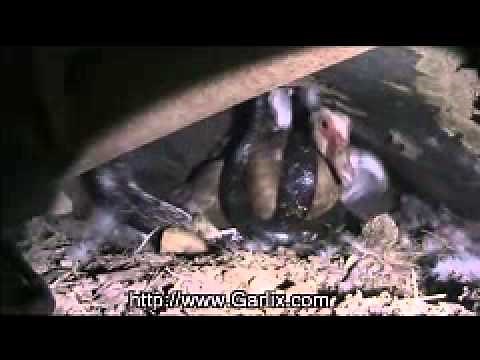 Epic Battle Scene - Duck vs. Snake