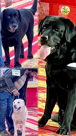 The Ultimate Duo: Golden Retriever vs. Black Labrador 🐕 | Best Friends for Life #cutedog #dogvideos