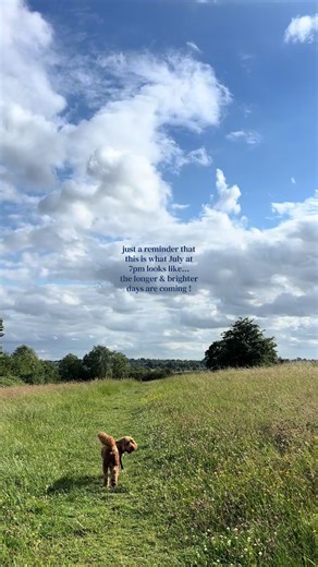 just a reminder that this is what July at 7pm looks like… the longer & brighter days are coming ! #englishsummer #uksummer #countryside #cockapoo #summer