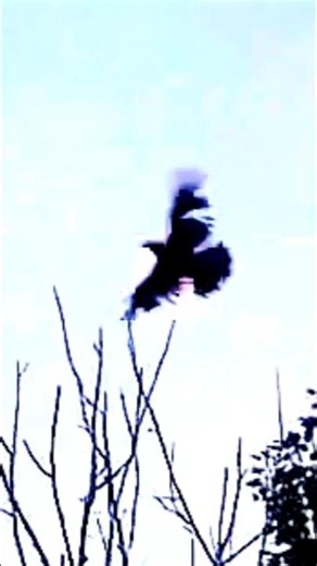 Never Land (A Fragment) - The Sisters Of Mercy #thesistersofmercy #postpunk #gothicrock #crows 🧷 🕶