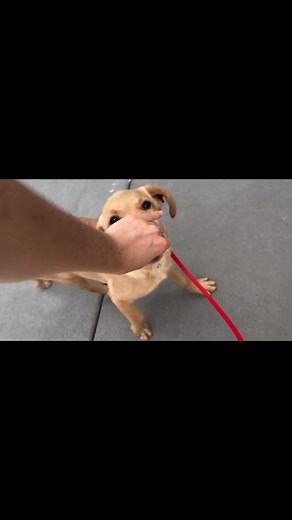 4.2K views · 128 reactions | Update: Redmond is now in his new raiser home! Meet puppy Redmond! He is ready to join his new puppy raising family ❤️ He is a yellow lab/golden cross with nice leash skills and is clearly very cozy in his kennel! Learn more about Redmond here: https://pupdates.guidedogs.com/dogs/redmond-6v39 | GDB Puppy Central | Facebook