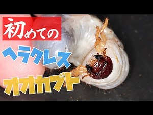 初めてヘラクレスオオカブト幼虫を飼育 [2023年最新版]
