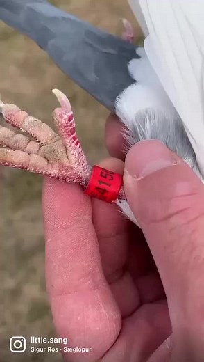 Son Salvador sold in the auction @ PIPA now. | Pipa Elite Center