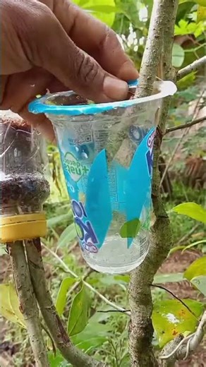 Air Layering Technique for Beginners 🌱 Easy Plant Propagation Method