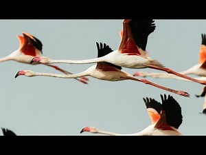 Nikon D500 for Birds in Flight - Wildlife Photography Tips!