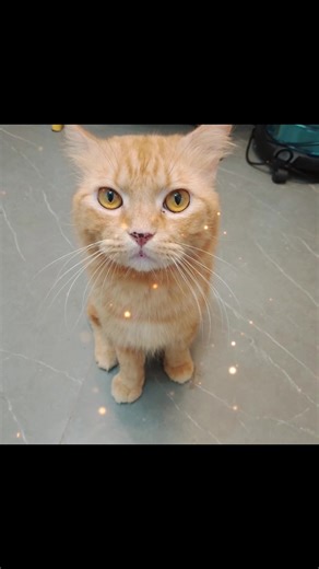 mocha_girl on TikTok