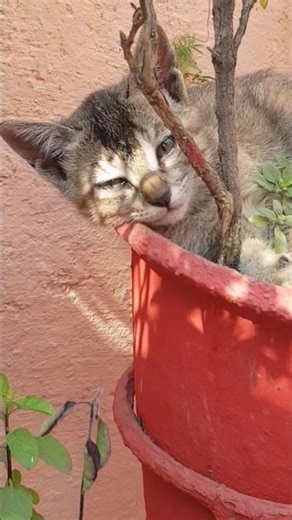 Thoda sa hanso 😆🤣😜 | #comedy​ #jokes​ #new​ #smile​ #viralvdo#​youtubeshort #plsgoviral #jumpstyle