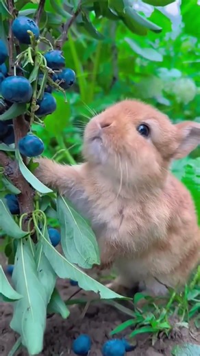 rabbit eating blueberry || bunny eating blueberry || eating sound #bunny #eatingsounds #rabbit #cute