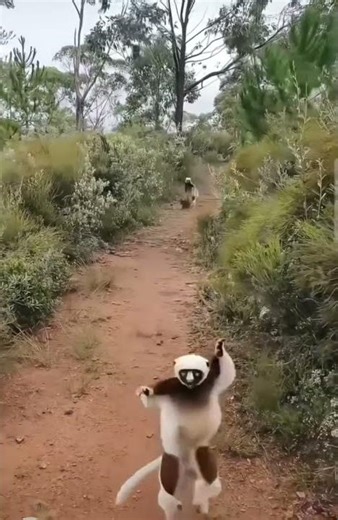 Jumping Walk Challenge: Can You Move Like This Monkey?