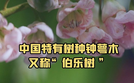 中国特有树种钟萼木又称“伯乐树 ”