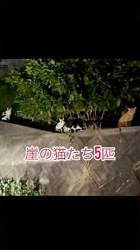前回1匹も捕獲出来なかった崖の猫。餌やりさんも見つけ出し、餌止めして貰い、木製捕獲器使ったり、手動にしたり、あの手この手作戦‼️ #tnr