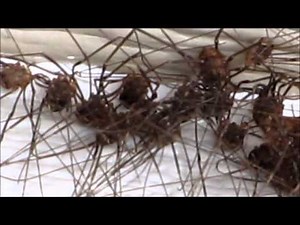 Daddy Long Legs, Opiliones, Harvestmen, Oh My!! (creepy spider like things clumped together!)